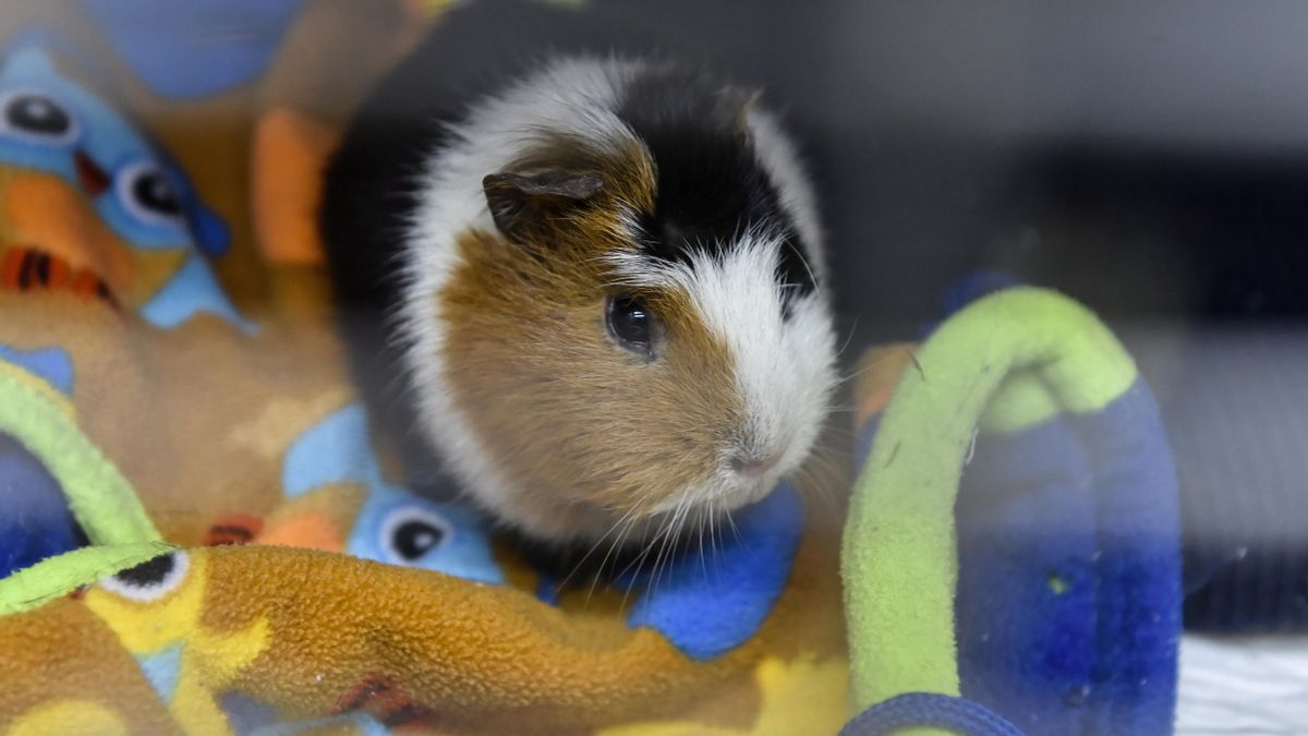 Una investigación concluye que tener roedores o peces "puede proteger" a los niños de problemas emocionales