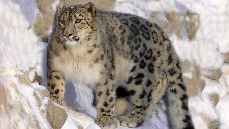 Un estudio explica cómo evitan competir en el Himalaya