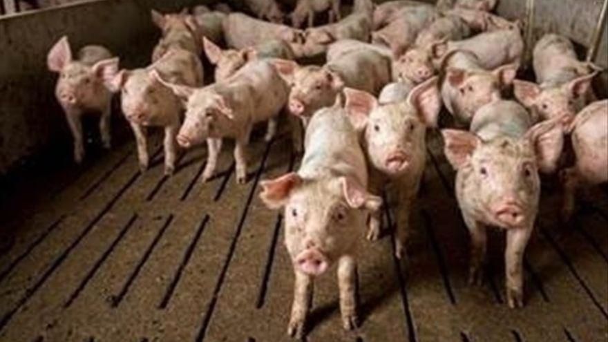 La Xunta reserva 400.000 euros para compensar a las granjas por la muerte de animales enfermos