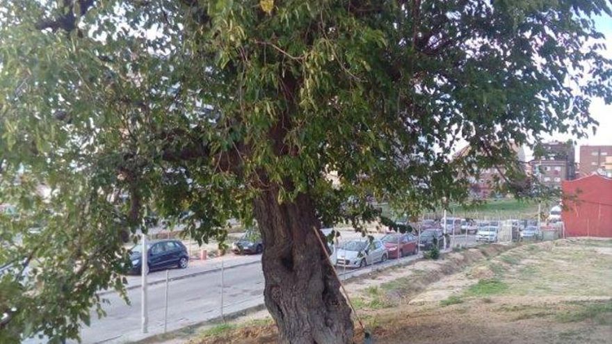Salvar la morera del Paseo de la Dirección que recuerda a los expropiados