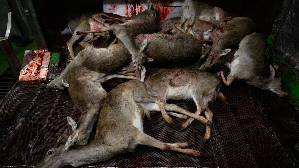 Acumulación de numerosos ciervos sacrificados sobre el suelo metálico de la zona de matanza, cubierto de sangre tras los disparos grupales