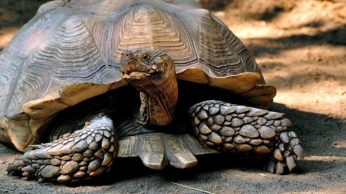 La pérdida de hábitat, la caza, el comercio de mascotas y otros problemas ponen en riesgo una población que todavía conserva una función valiosa