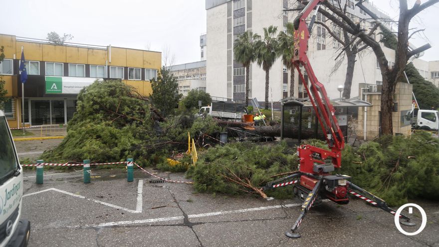 Un tornado tira árboles y provoca daños en el Hospital Reina Sofía de Córdoba