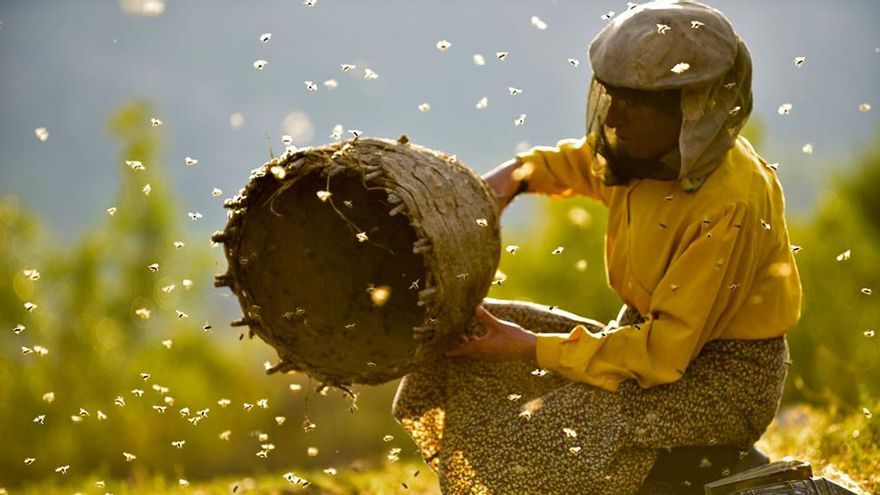 Cabildo y Filmoteca Canarias proyectan ‘Honeyland’ sobre la última mujer recolectora de abejas de Europa