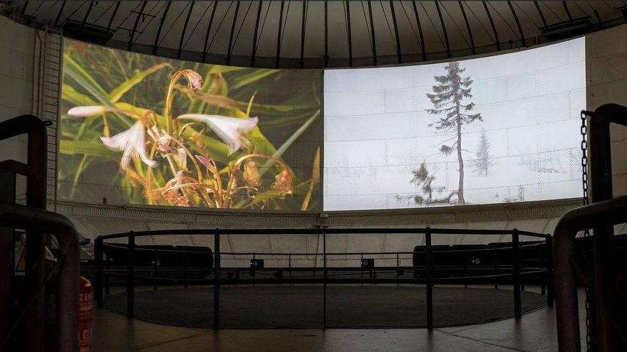 Proyección de Un árbol es un árbol