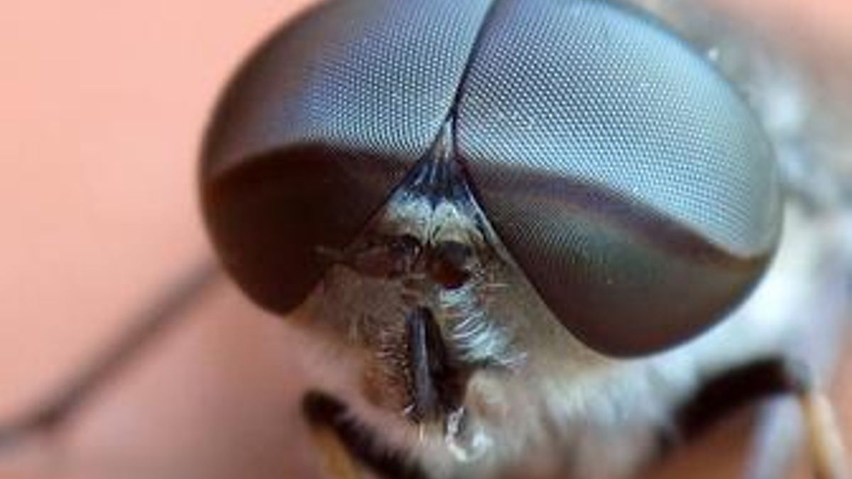 Hallada una nueva especie de mosca endémica, exclusiva de La Palma