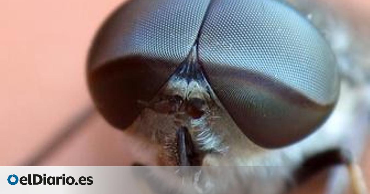 Hallada una nueva especie de mosca endémica, exclusiva de La Palma