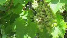 Uvas