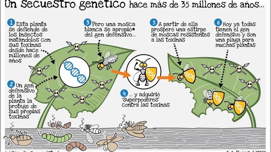 Un salto de genes de planta a mosca