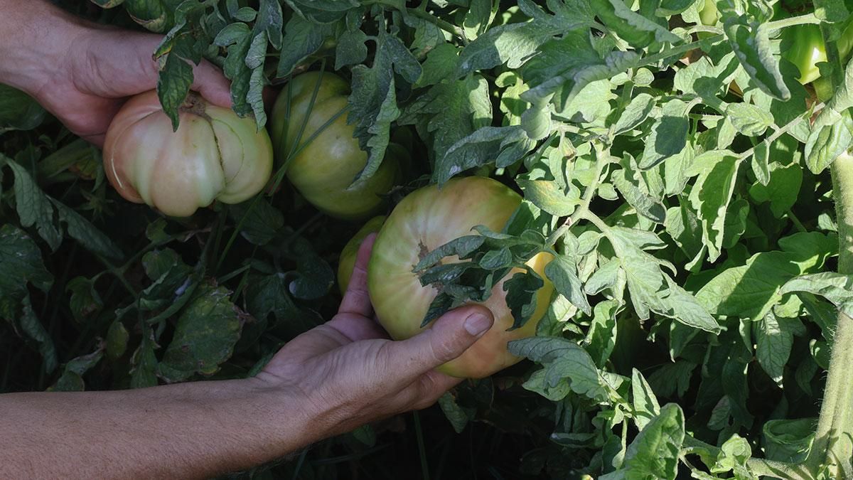 Tomate rosa de Alcolea