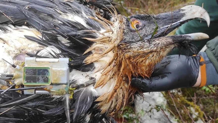 El quebrantahuesos Centenario, uno de los más longevos de Europa, muere tras ingerir veneno en los Picos de Europa