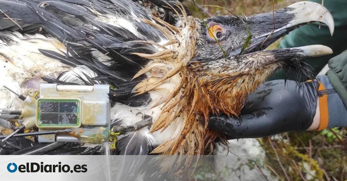 El quebrantahuesos Centenario, uno de los más longevos de Europa, muere tras ingerir veneno en los Picos de Europa