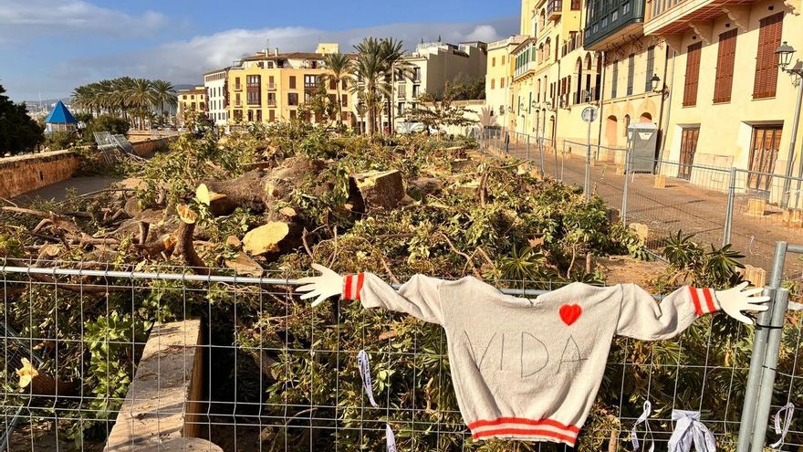 La tala de unos árboles icónicos de Palma enfada a los vecinos: "No queremos más terrazas"