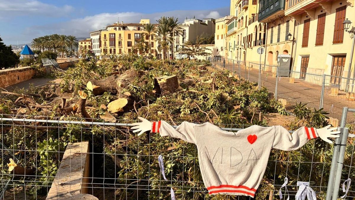 La tala de unos árboles icónicos de Palma enfada a los vecinos: "No queremos más terrazas"