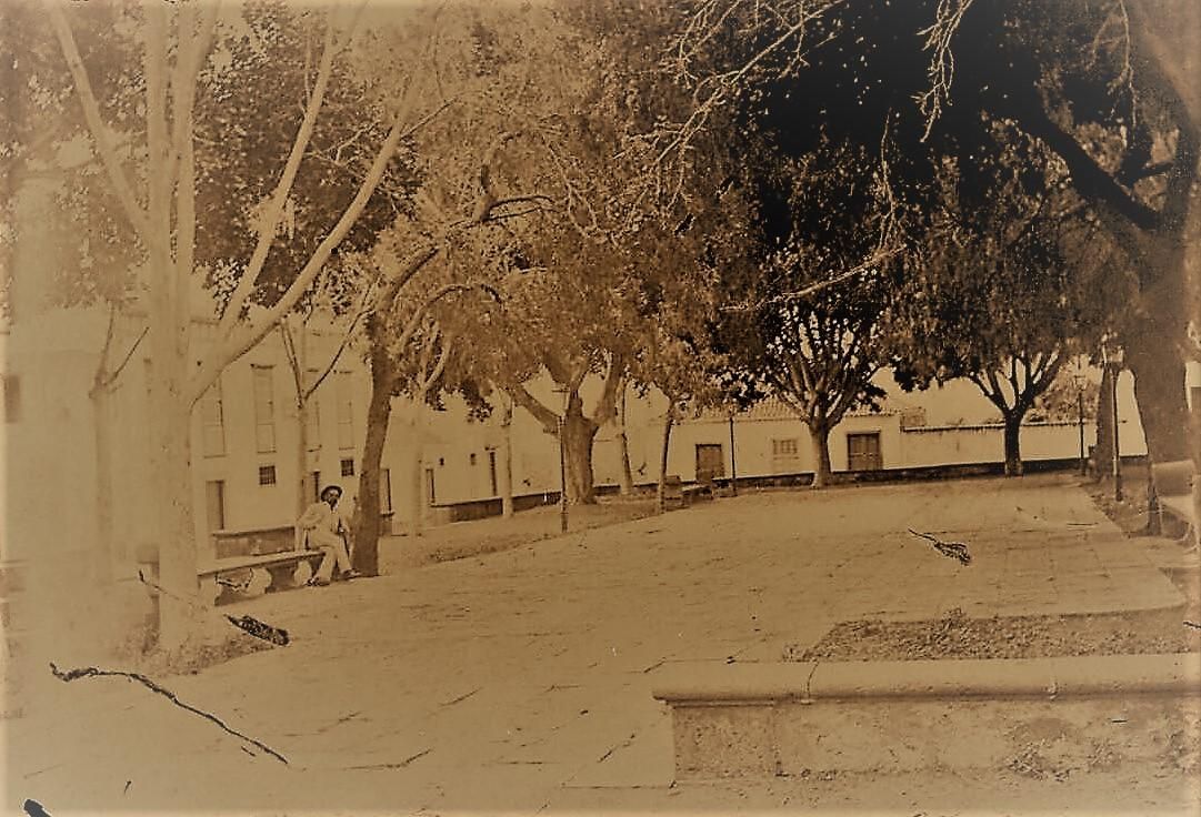Plaza de Los Llanos de Aridane con laureles de India.