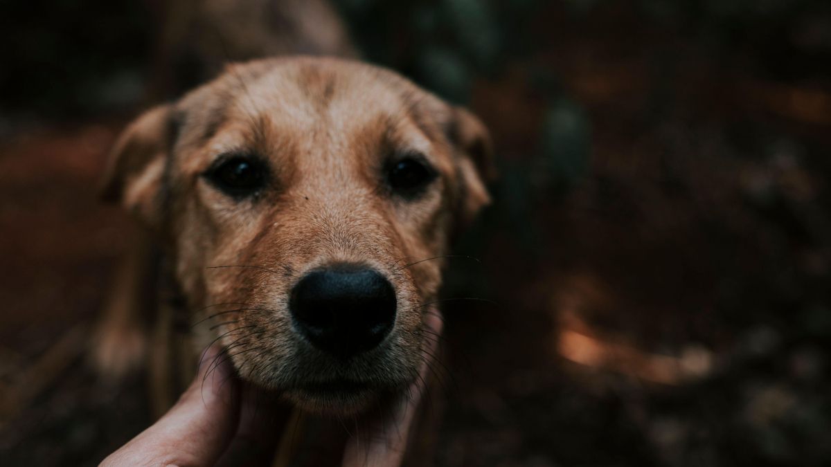 Tratamientos de longevidad para perros: el plan de la ciencia para que vivan más