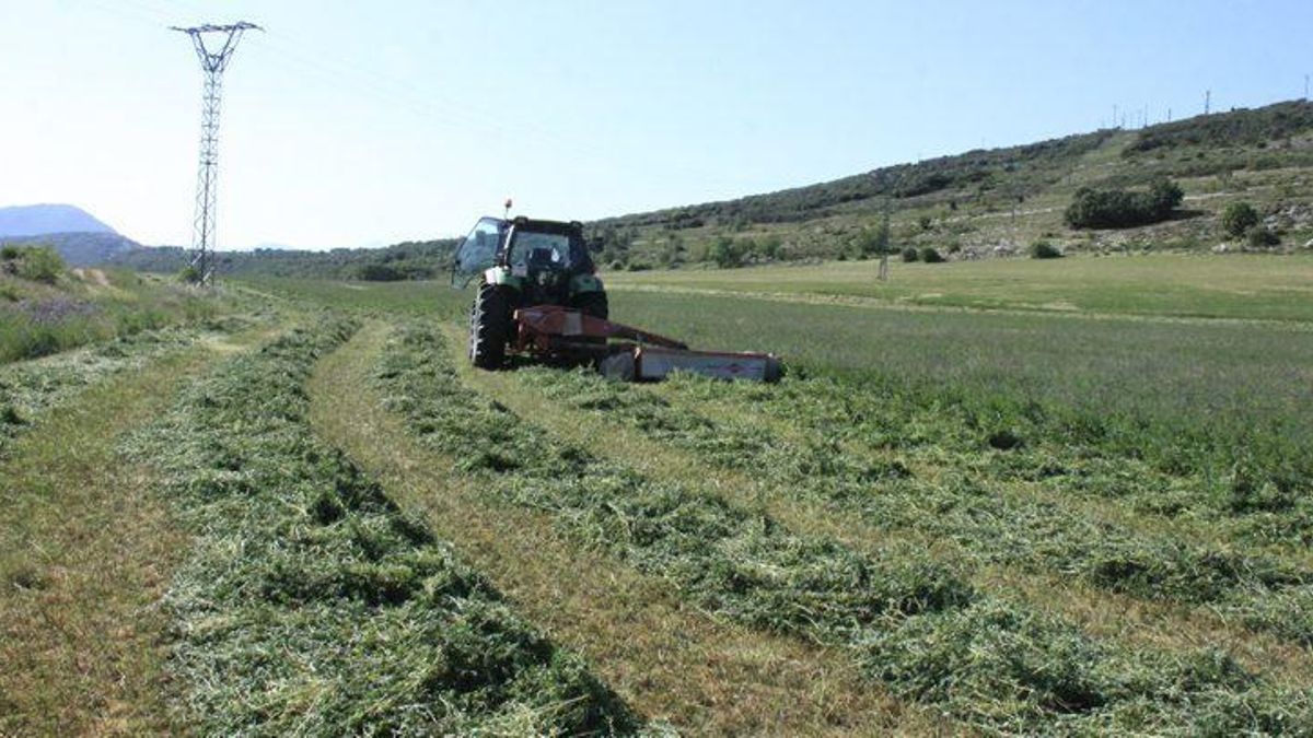 Aragón consolida su liderazgo mundial en alfalfa en una campaña marcada por el agua y la incertidumbre internacional
