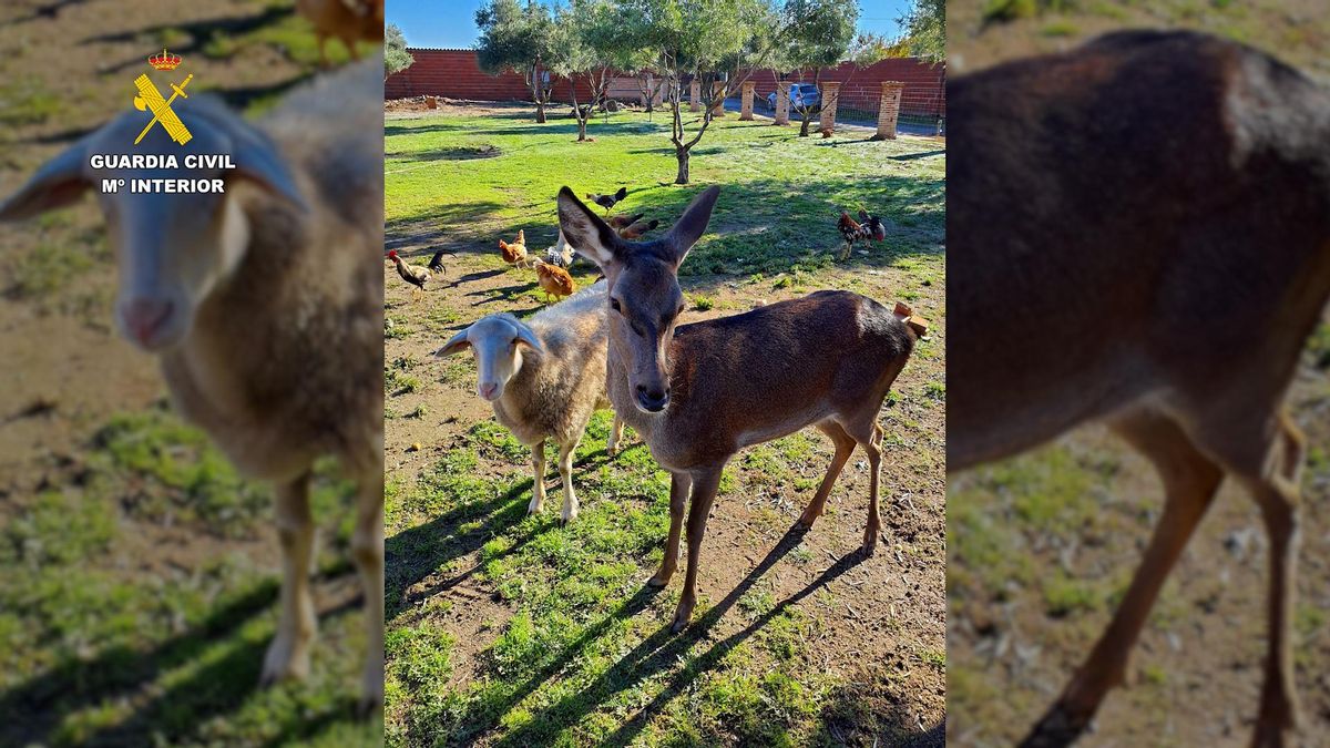 Varios animales en cautividad sin autorización en una finca de Talavera de la Reina