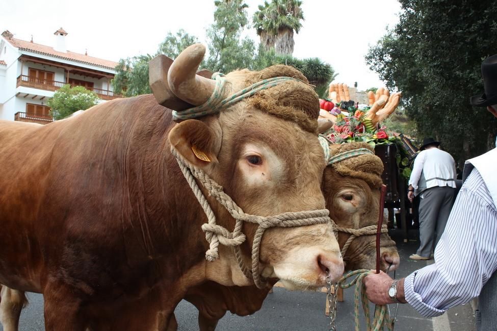 Romería de Teror (ALEJANDRO RAMOS)