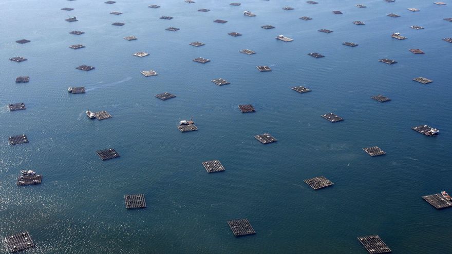 La alta temperatura del mar en Galicia alerta a los científicos y amenaza algunas especies pesqueras