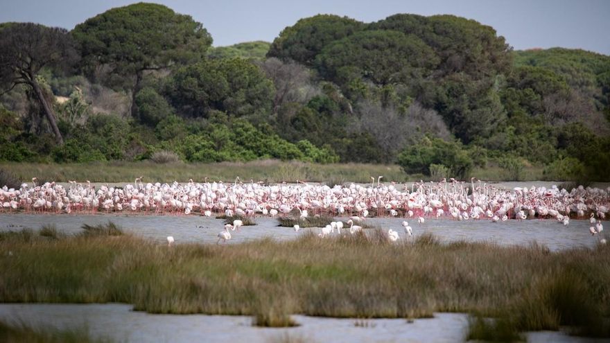 El año con más agua en una década no logra recuperar el acuífero de Doñana