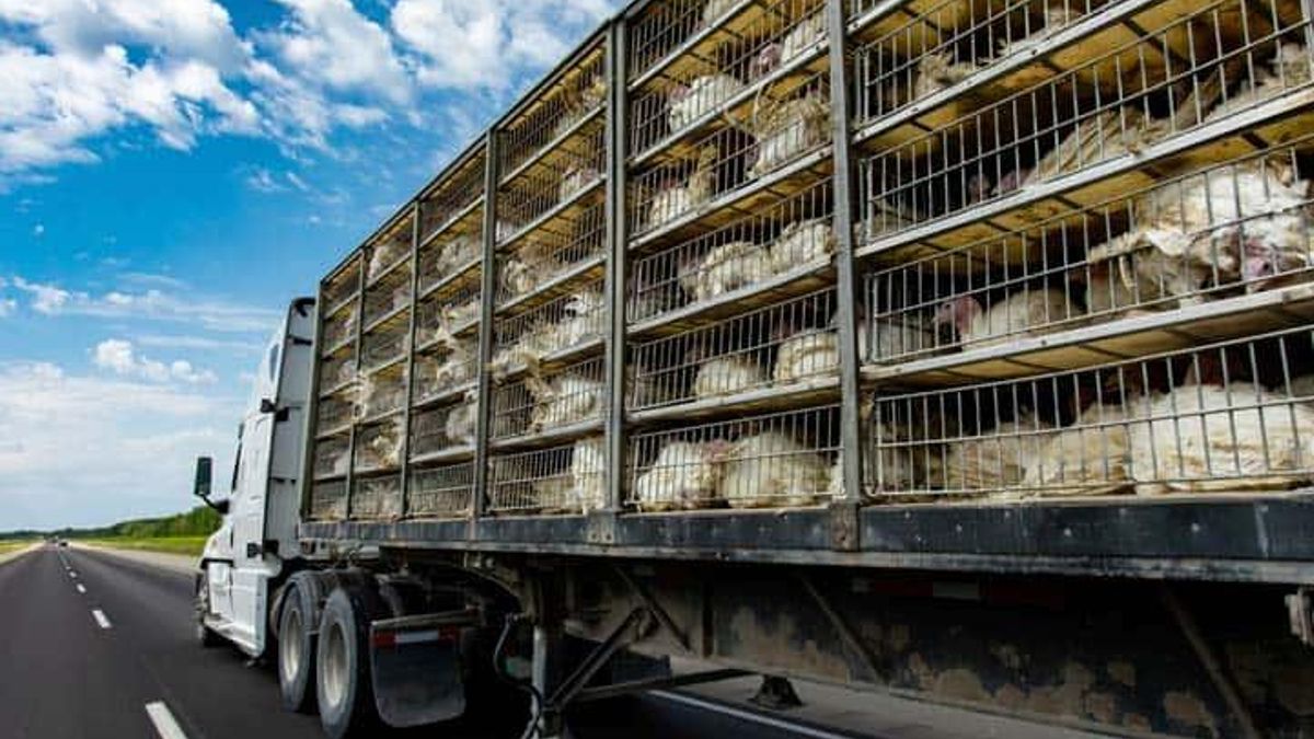 Buscan 12 camioneros para transportar aves en Córdoba con un sueldo de 2.800 euros al mes