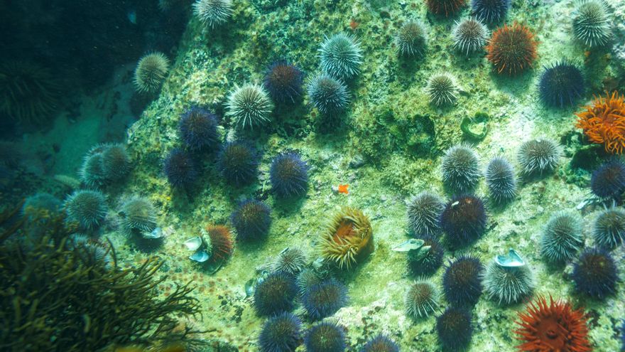 Analizan la teoría de Ekman sobre corrientes oceánicas para mejorar su descripción