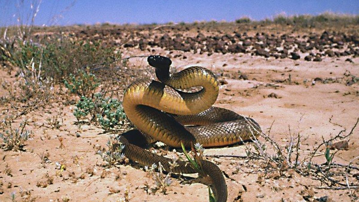 Australia alberga algunos de los animales más venenosos del mundo y las cifras desmontan parte de su fama