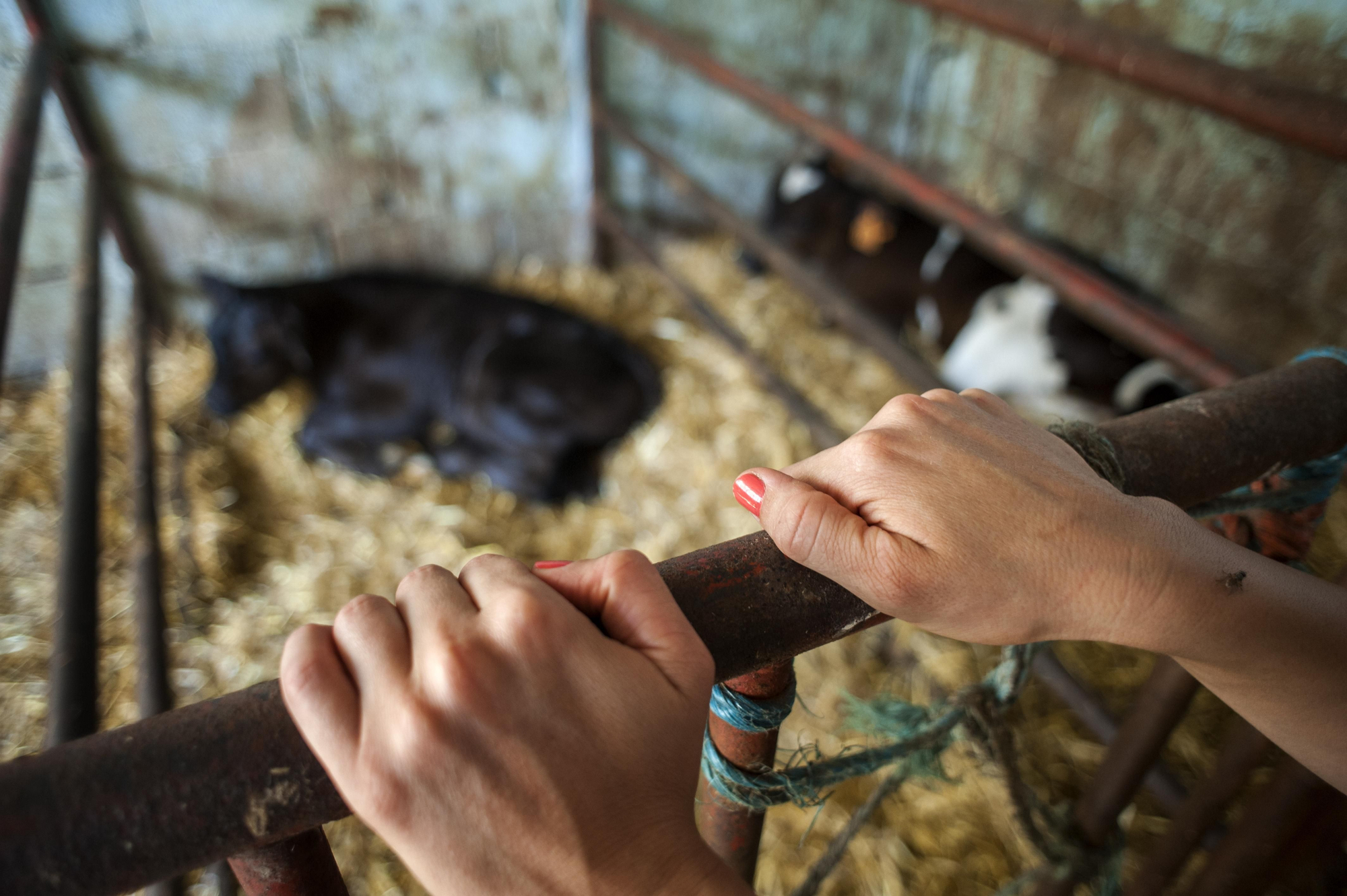 El futuro de la ganadería de leche es cada día más incierto. | JOAQUÍN GÓMEZ SASTRE