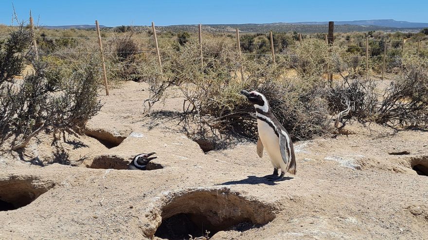 En un fallo histórico, condenaron al empresario señalado por la masacre de pingüinos en Punta Tombo