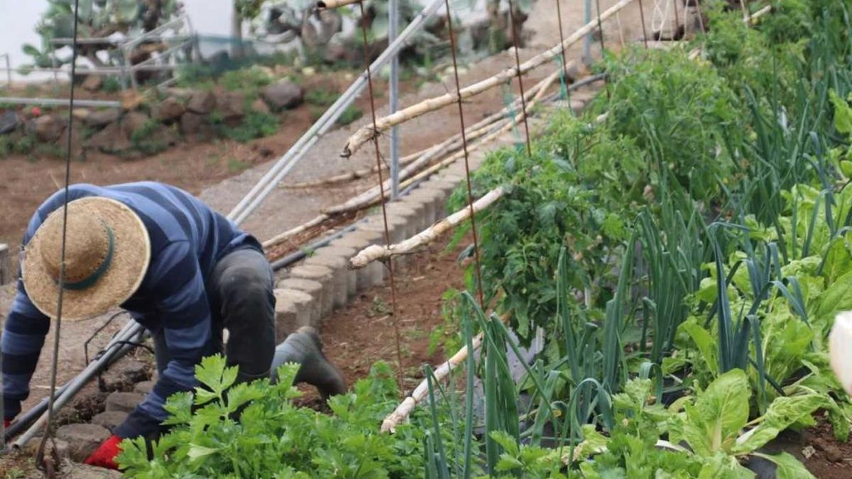 Agricultura aborda con la Inspección de Trabajo  “las singulares geográficas” del campo canario en la aplicación de la normativa laboral  tras inspecciones en Fuencaliente