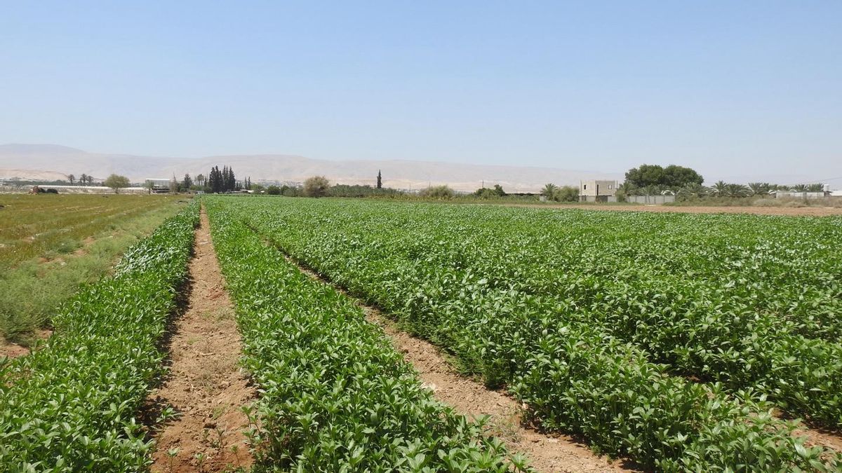 Tierras palestinas en Al-Auja, área muy afectada por la violencia colonial israelí