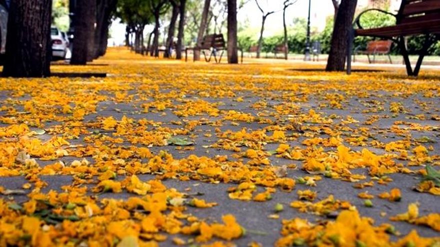 Alergias en otoño: qué las provoca y cuáles son las más comunes