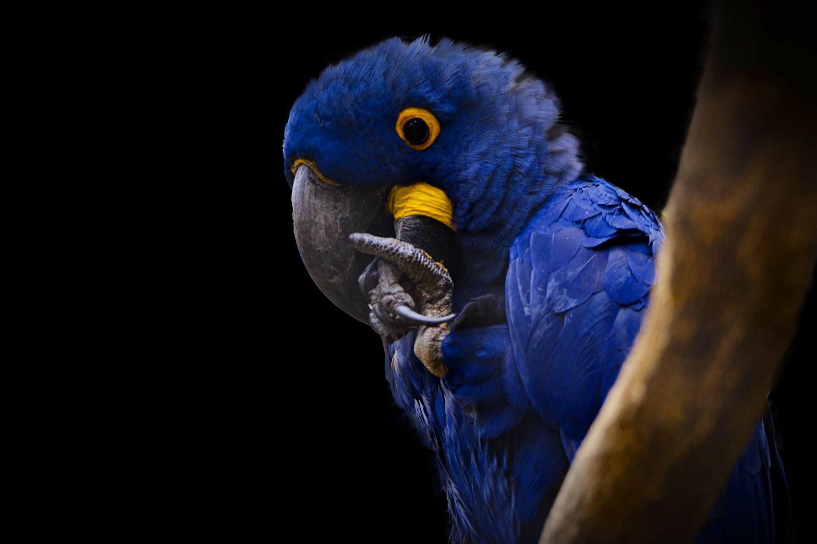 'Loro Jacinto' o 'Loro Azul'. Ruth y Jeromy/ Grupo Fotográfico Snouppets