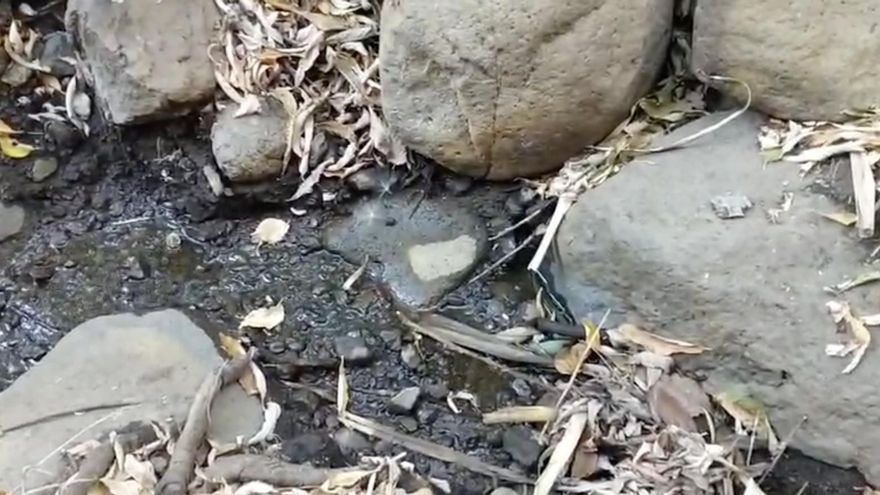 En el Barranco de Los Cernícalos ‘la tierra está sequita’: “El agua está sepultada, se filtra por otras zonas y no llega a donde tiene que llegar”