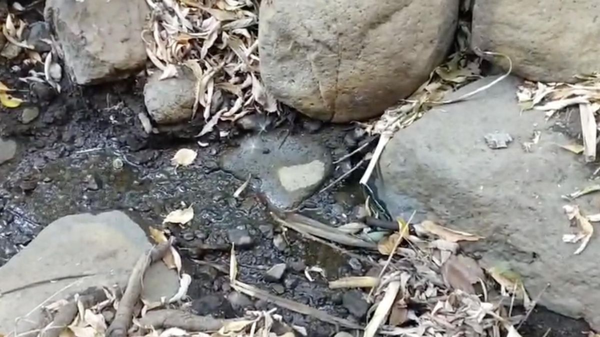En el Barranco de Los Cernícalos ‘la tierra está sequita’: “El agua está sepultada, se filtra por otras zonas y no llega a donde tiene que llegar”