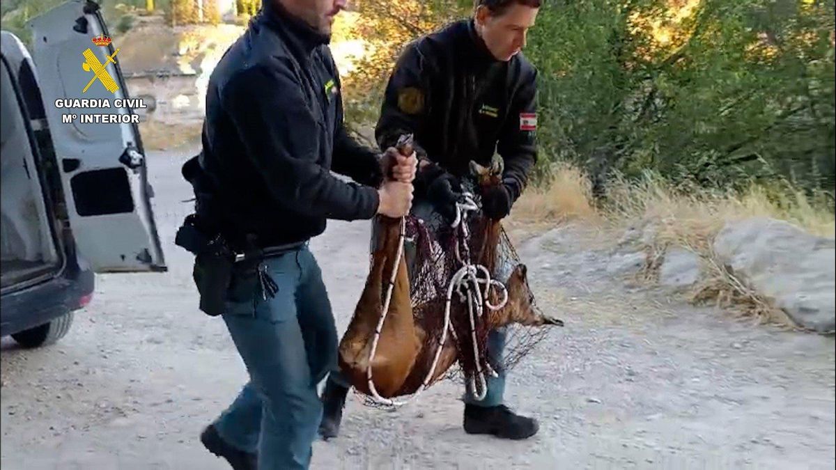 Rescatan a una corza atrapada en una finca del casco histórico de Cuenca