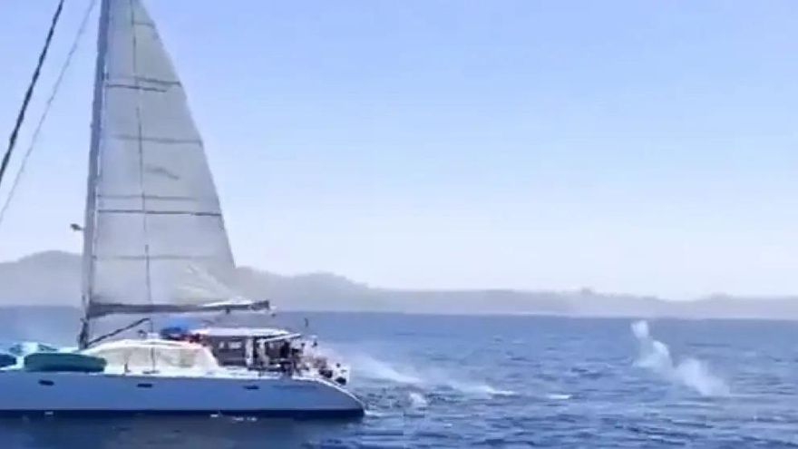 Tripulantes de un velero la emprenden a tiros con un grupo de orcas en el Estrecho