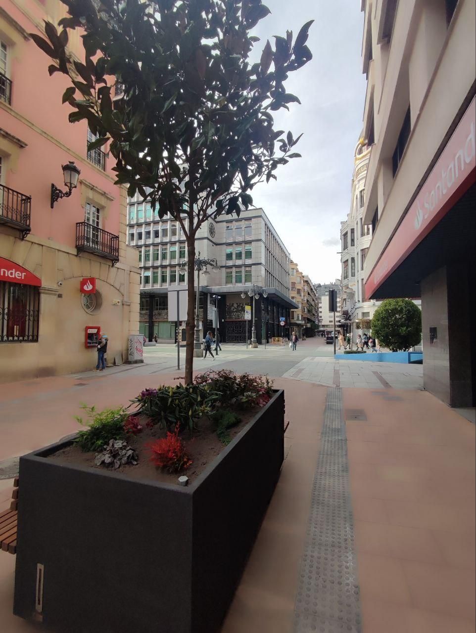Una jardinera con árbol y decoración vegetal, con el Consistorio de Ordoño II de fondo.