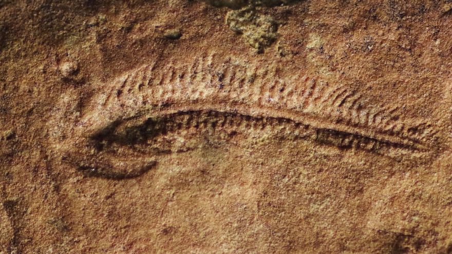El primer animal diestro se remonta al período Ediacárico, hace 550 millones de años