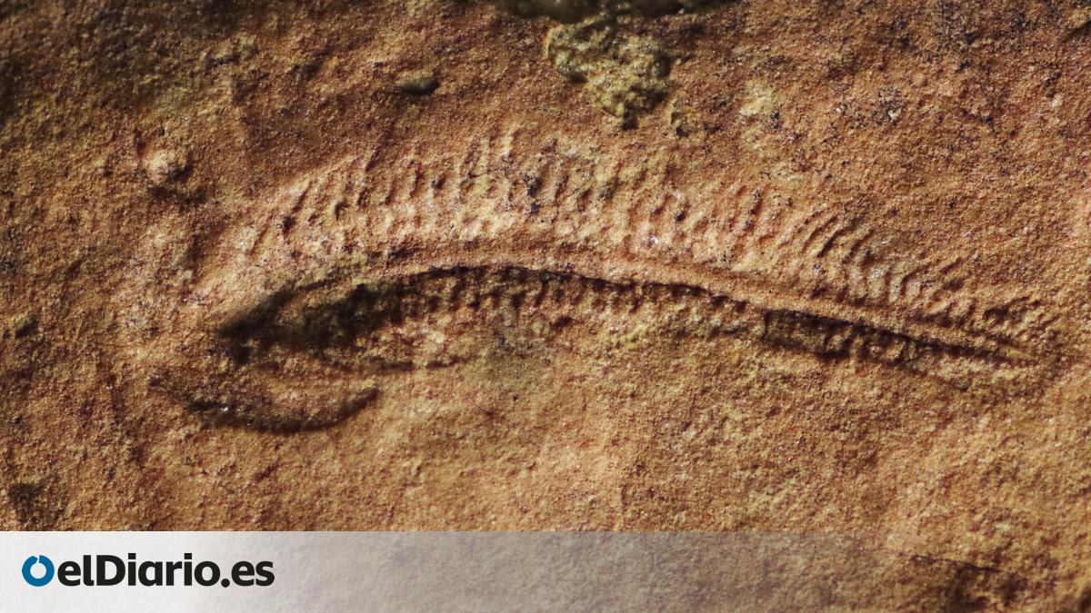 Oldest Known Right-Handed Animal Lived 550 Million Years Ago