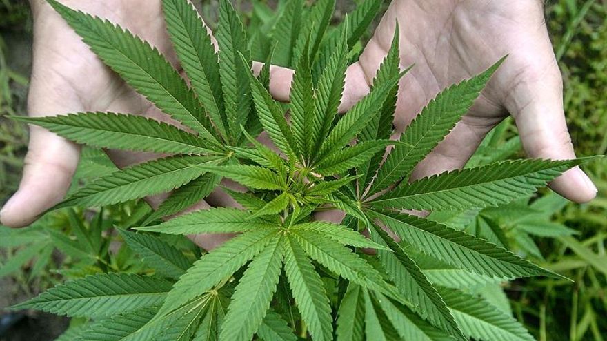Uruguay alcanza un acuerdo con las farmacias para la venta de marihuana