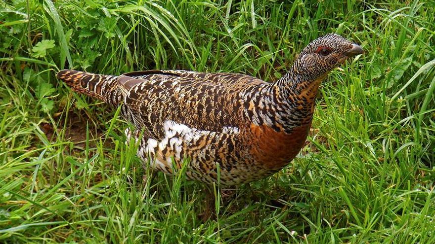 El urogallo frente los parques eólicos: 20 años de una batalla en León que se alarga para poder sobrevivir