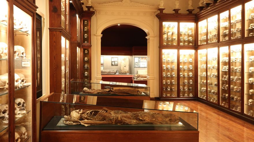 Dos de las momias que se exponen en El Museo Canario, en la sala de los cráneos de los antiguos canarios