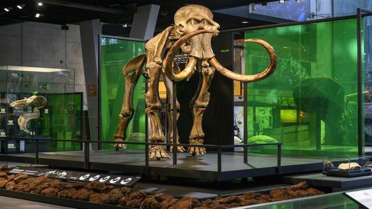 ¿Mamuts en Barcelona? Visita el Museo de la Ciencia CosmoCaixa con descuento