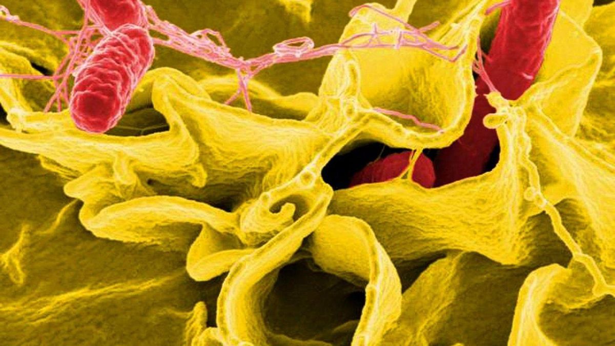 Alerta de presencia de salmonella en cuatro lotes de batido proteico vegano en polvo de la marca '226ERS'