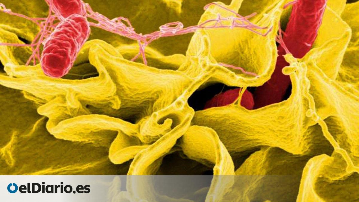 Alerta por la presencia de salmonella en cuatro lotes de batido proteico vegano en polvo de la marca  226ERS 