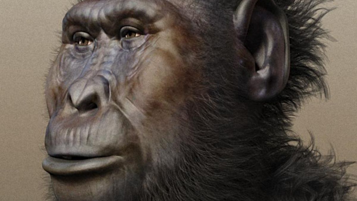 El estudio atribuyó las huellas a Paranthropus boisei