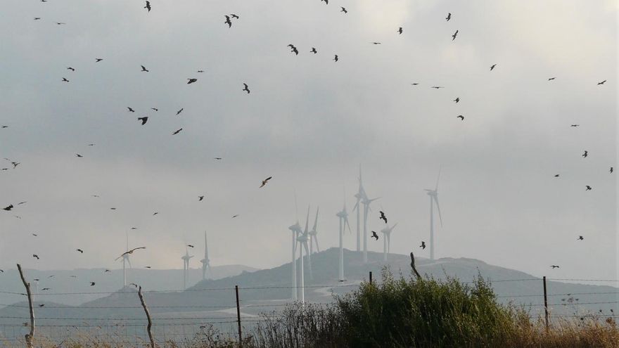 El peligro de la transición ecológica “con prisas”: de la burbuja de las renovables al daño a la biodiversidad