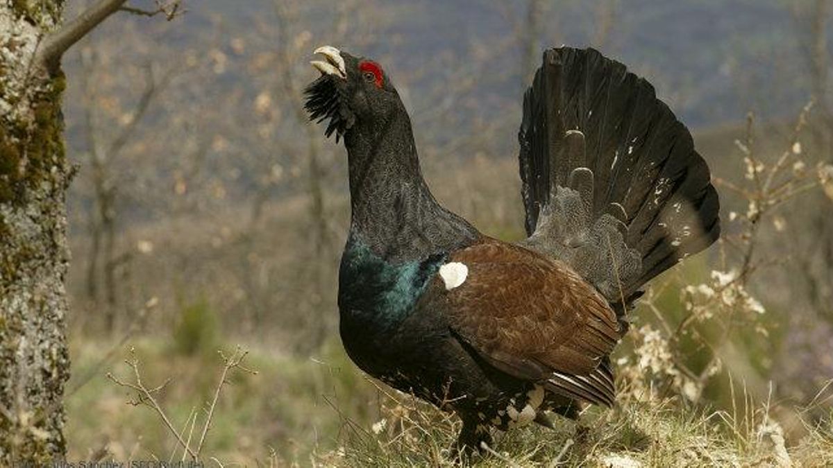 Ejemplar de urogallo cantábrico, 'Tetrao urogallus cantabricus'.